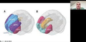 NeuroHealth External Speaker Webinar Series – Executive Functions: From Theory to Clinical Practic - The London Neurocognitive Clinic